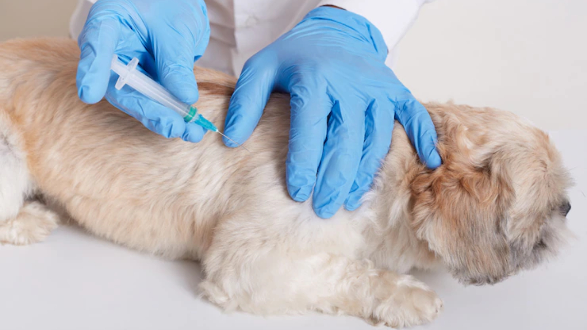 5 most important vaccinations for dogs India TV