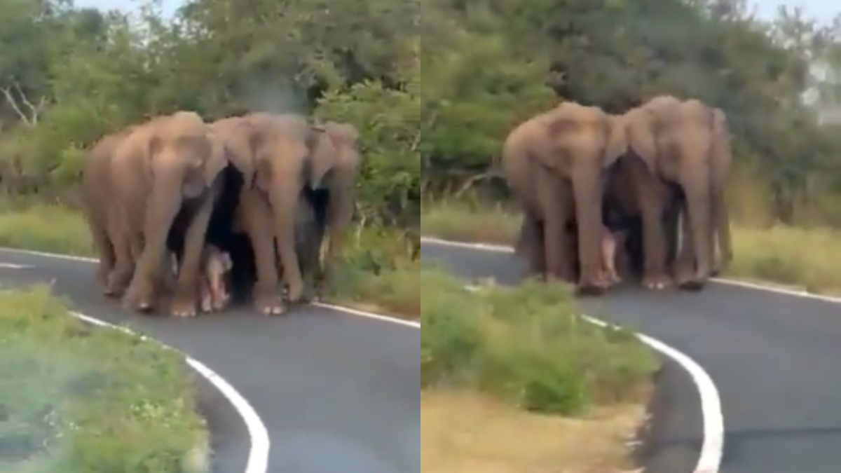 Viral video of baby elephant being escorted in 'Z+++ Security' will make your day | WATCH