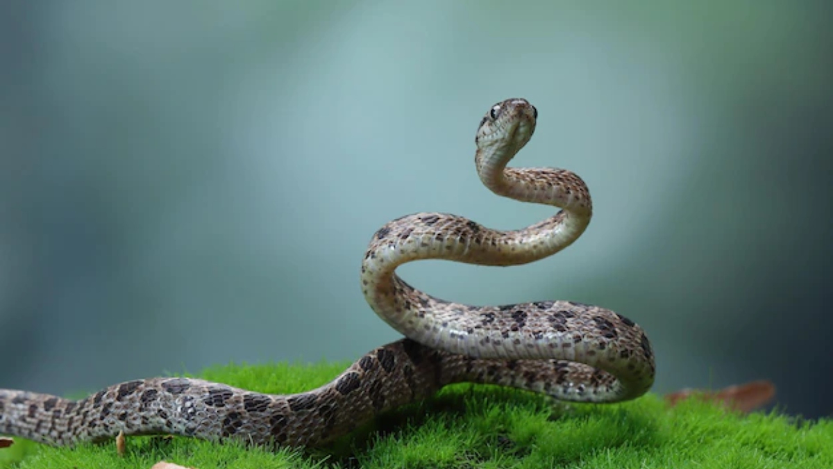 German woman was living with 110 poisonous snakes before one bit her, know the shocking story