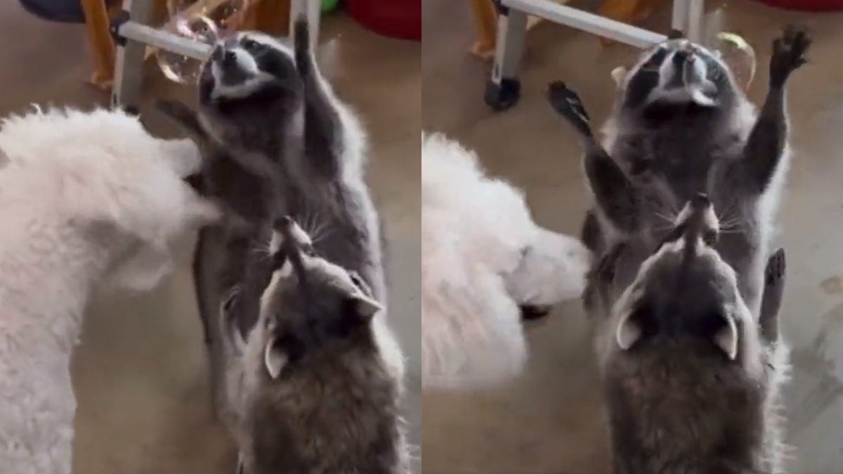 Viral video of dog and raccoons playing with soap bubbles is so sweet it  will give you sugar rush | Trending News – India TV