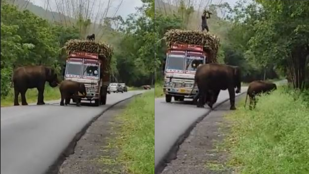 Viral Video: Elephants let the truck pass in jungle only after taking 'sugarcane tax'