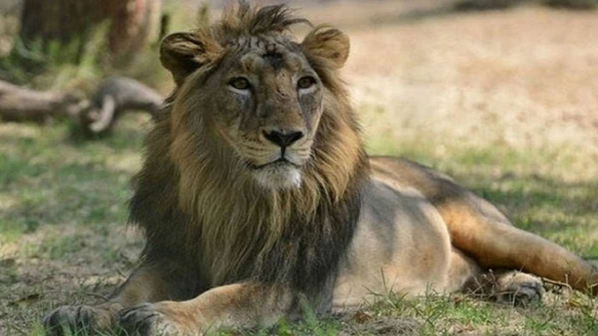 In Pakistan, you can buy lions cheaper than buffaloes India TV