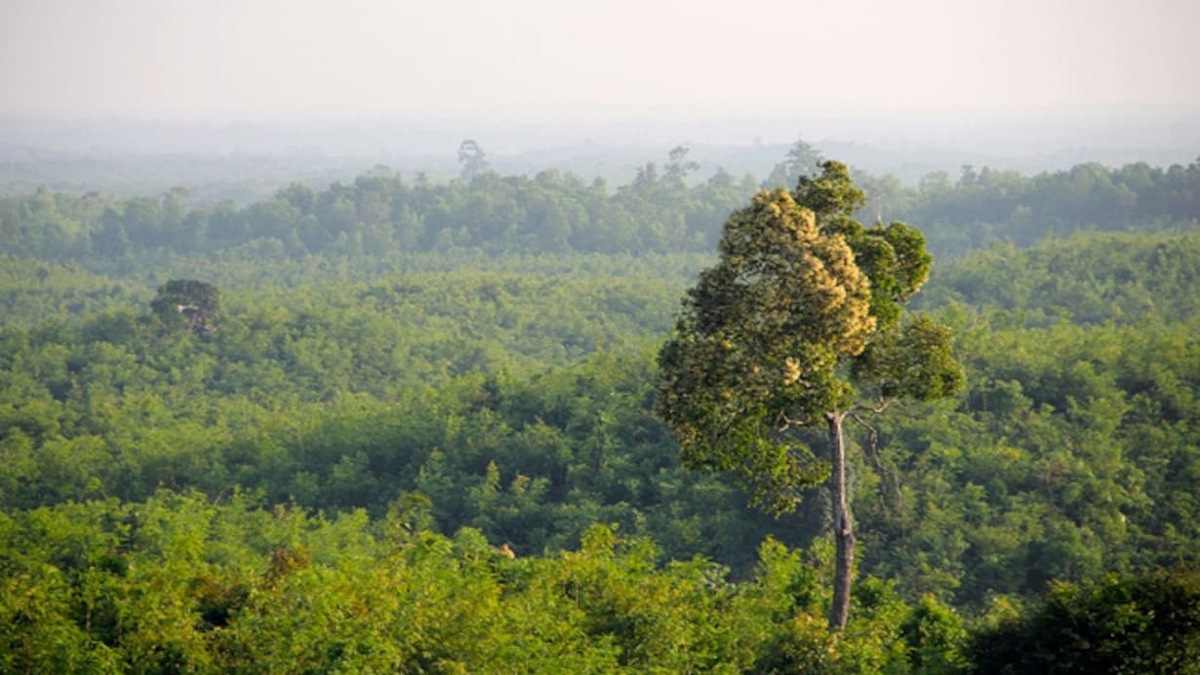 5 decomposed bodies of missing labourers from Assam found amid dense forest in Arunachal Pradesh