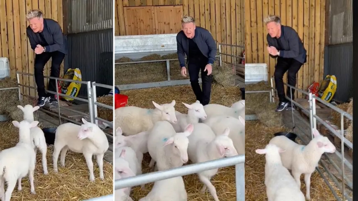 VIRAL VIDEO: Gordon Ramsay excitedly picking lamb to slaughter & eat sparks outrage, netizens slam chef