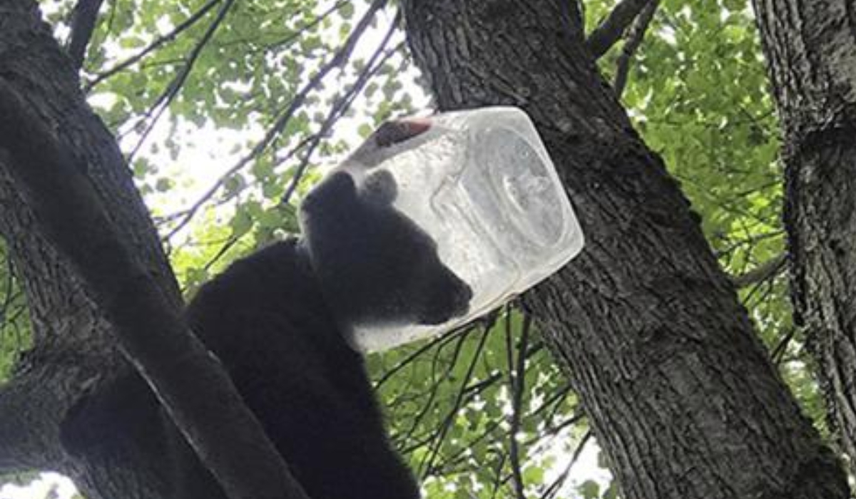 Bear cub messing with garbage can rescued after getting head stuck in plastic jug