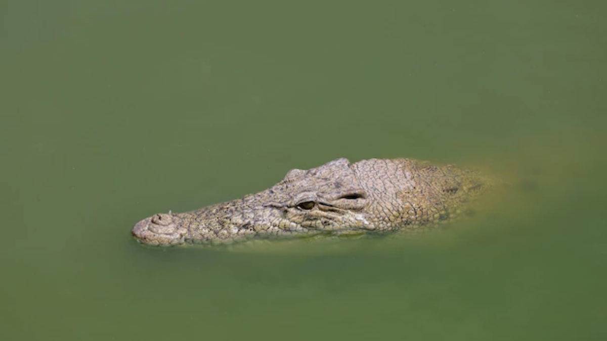 Crocodile 'swallows' boy bathing in river, villagers' plan to retrieve him alive will shock you even more