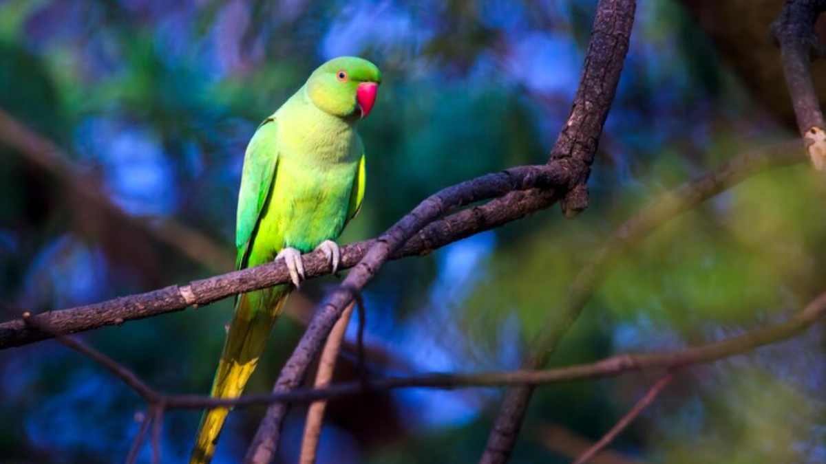 Beautiful Parrot Bird Wallpaer, Beautiful, Parrot, Bird, Wallpaer  (2560x1600) - Desktop & Mobile Wallpaper