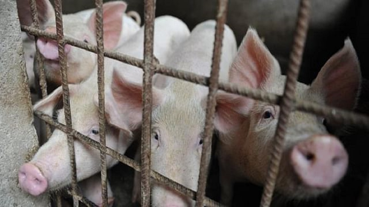 African swine flu: 190 pigs culled so far in Kerala's Wayanad