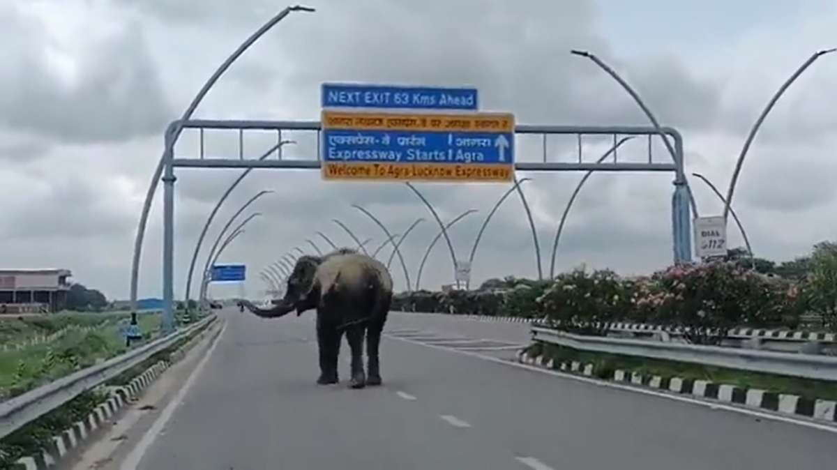 'If it went on Bundelkhand Expressway...': Akhilesh shares video of elephant, takes jibe at BJP