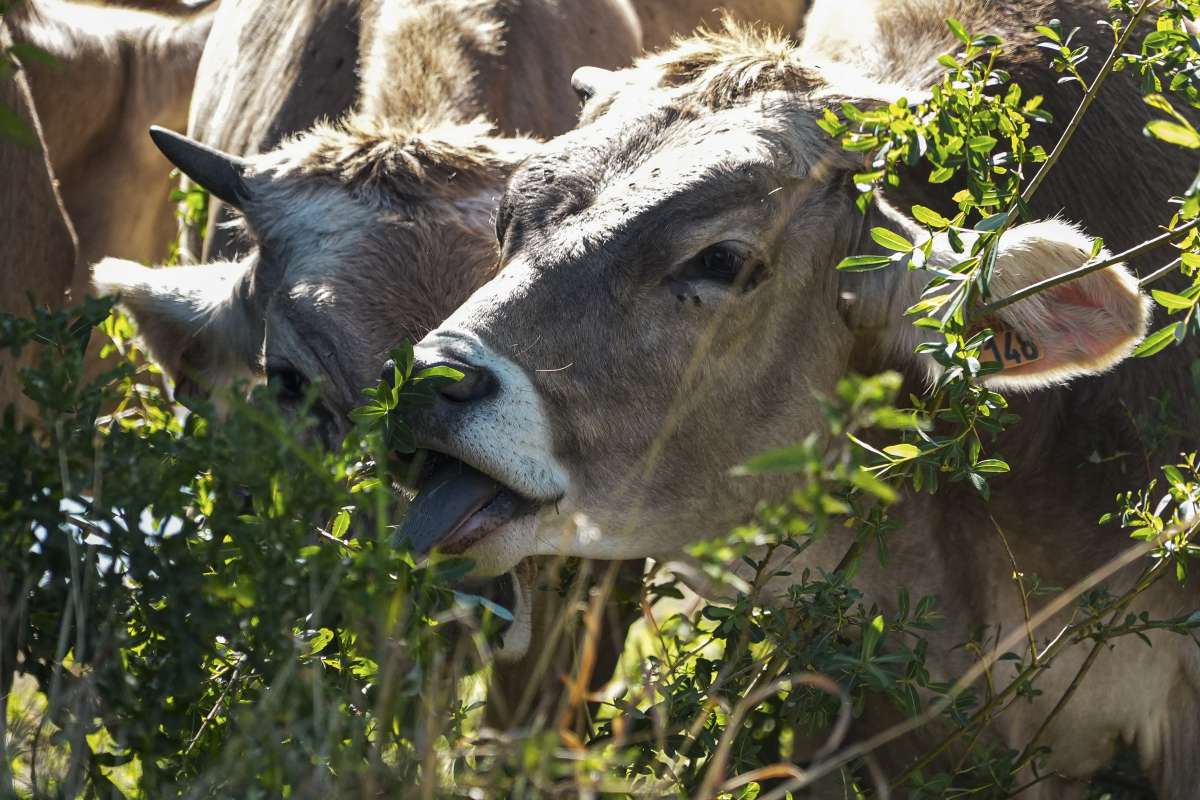 Lumpy skin disease: Over 2,100 cattle dead, 60,000 affected in Punjab so far, says official