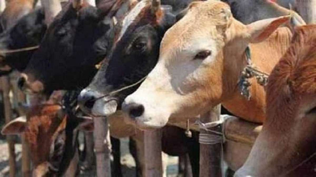 Lumpy skin disease affects over 5,000 cattle in west UP