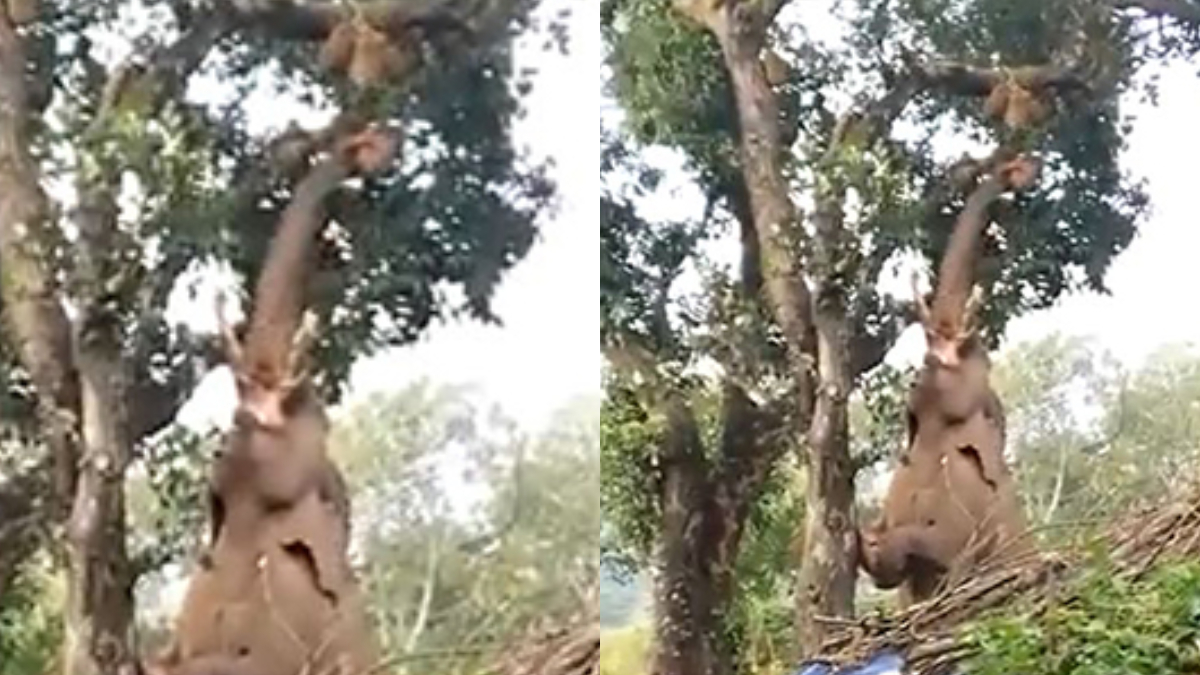 Elephant's effort to pluck jackfruit from tree wins the internet. Villagers applaud | Viral Video