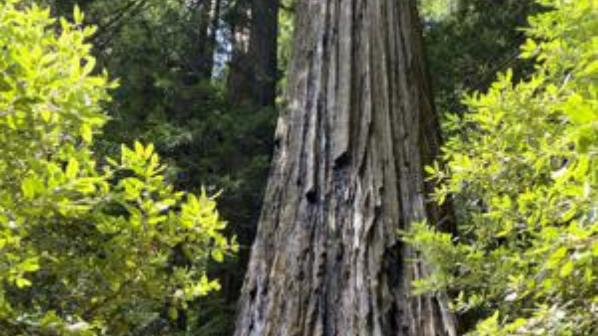 Trekkers to world’s tallest tree in Northern California forest to face fine & possible jail time; know why