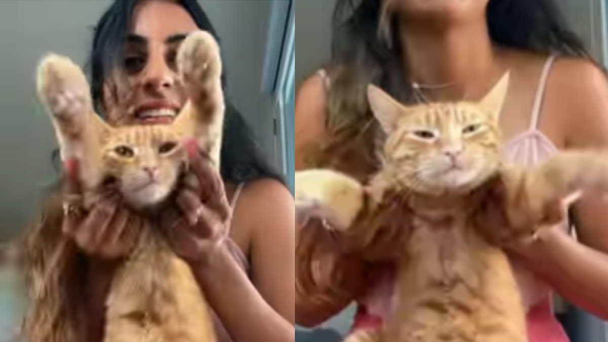 Viral video: Cat doing gidda on Punjabi song is melting hearts on the internet, netizens name it 'Gabru Singh'