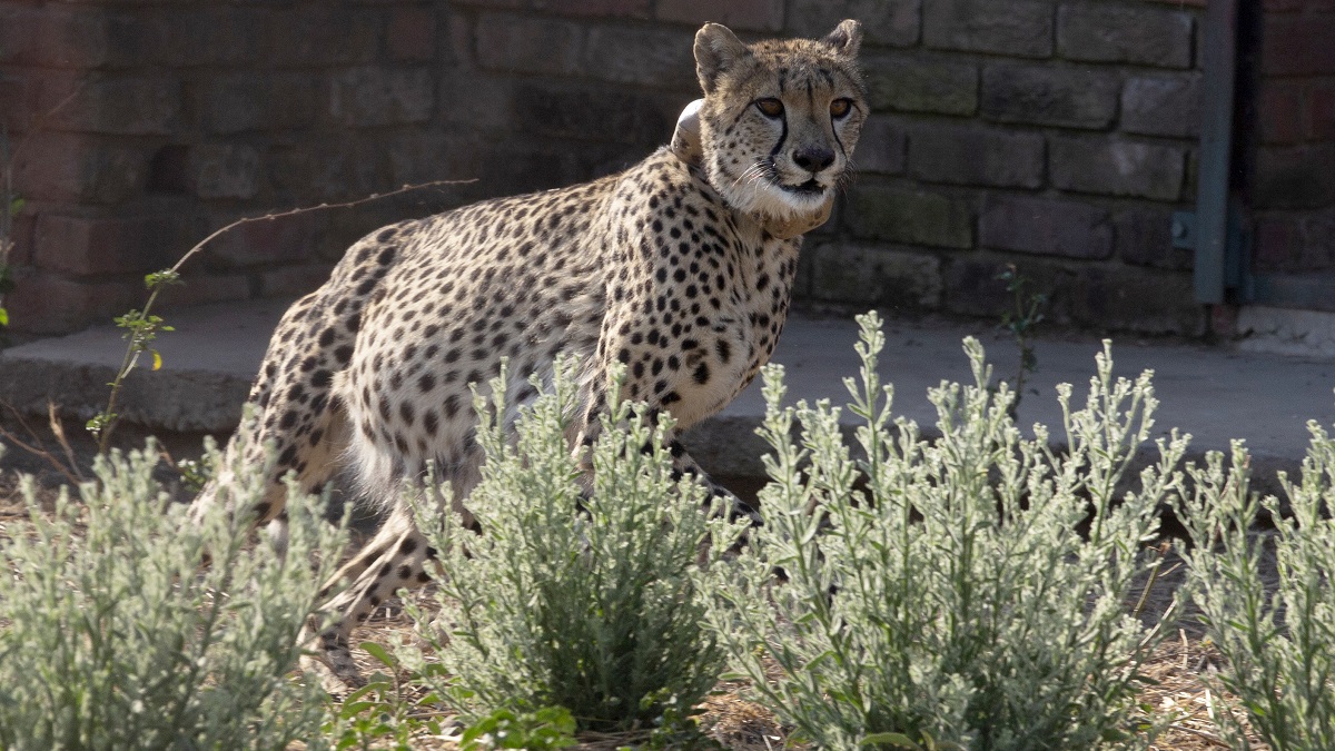 Cheetahs from Namibia soak in ambience of new home; seen wandering, resting at Kuno National Park