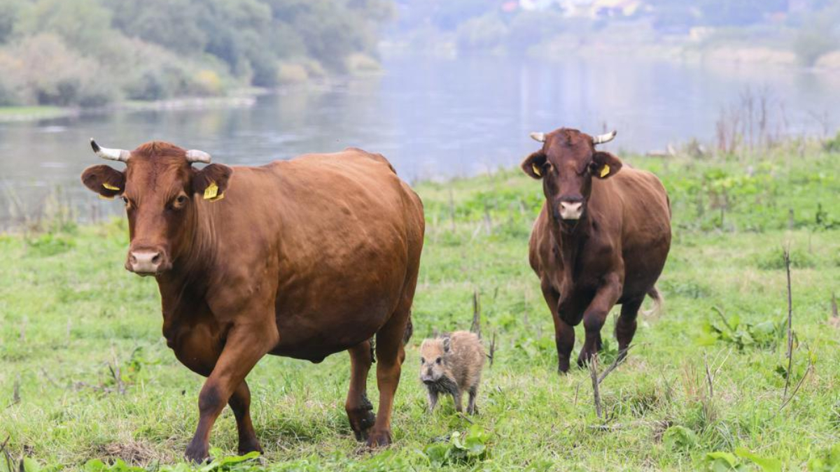 Cows adopt lost wild boar piglet, their pics together will melt your hearts