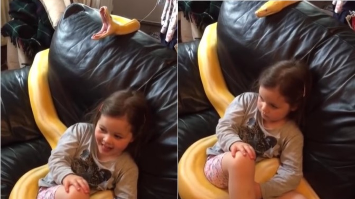 Watch: Kid playing with enormous python goes viral - EastMojo