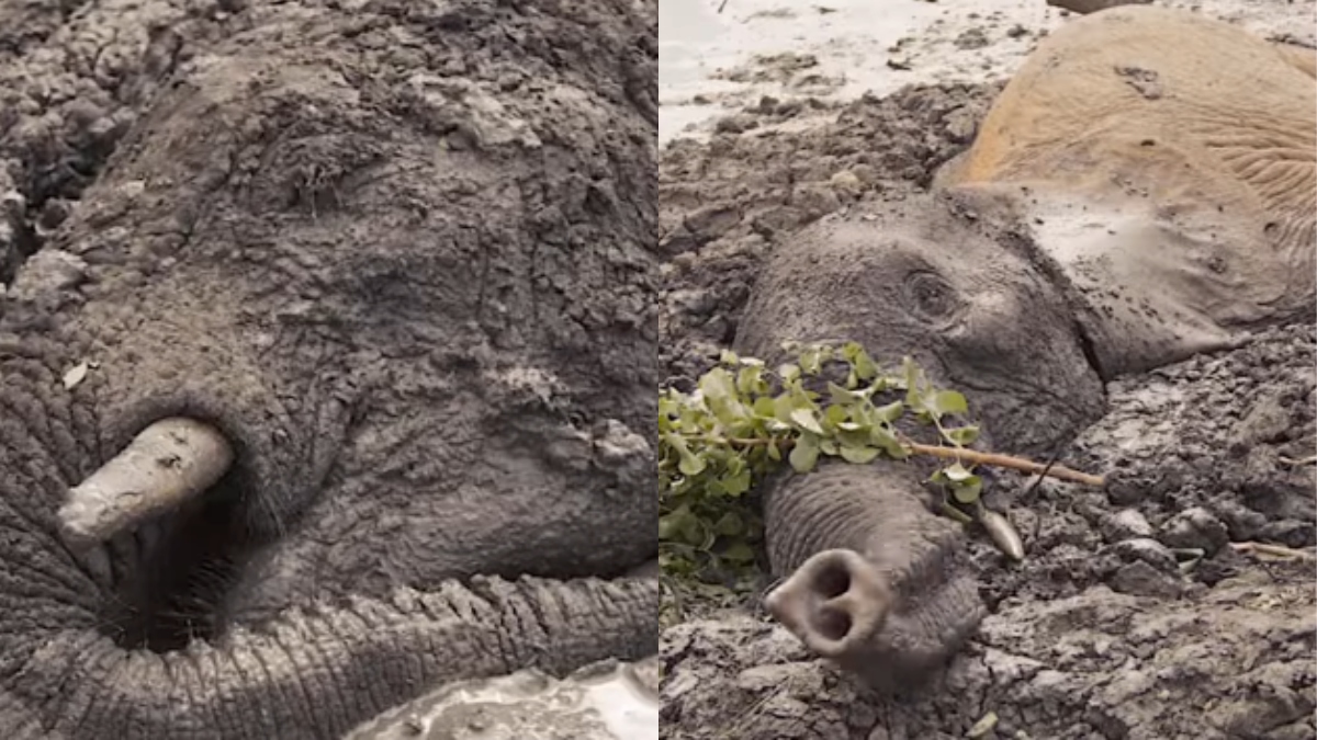 Heartbreaking! Elephants trapped in mud for 2 days in Kenya; what happens next will leave you stunned