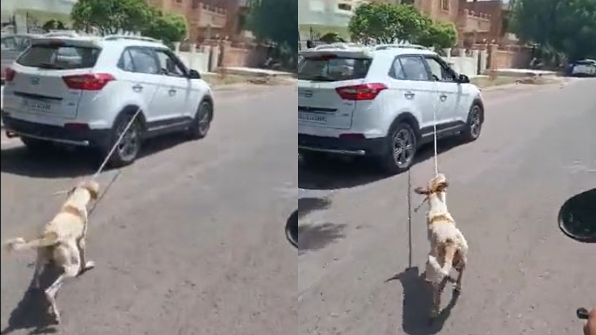 Jodhpur doctor booked after brutally dragging a dog chained with his car around the city