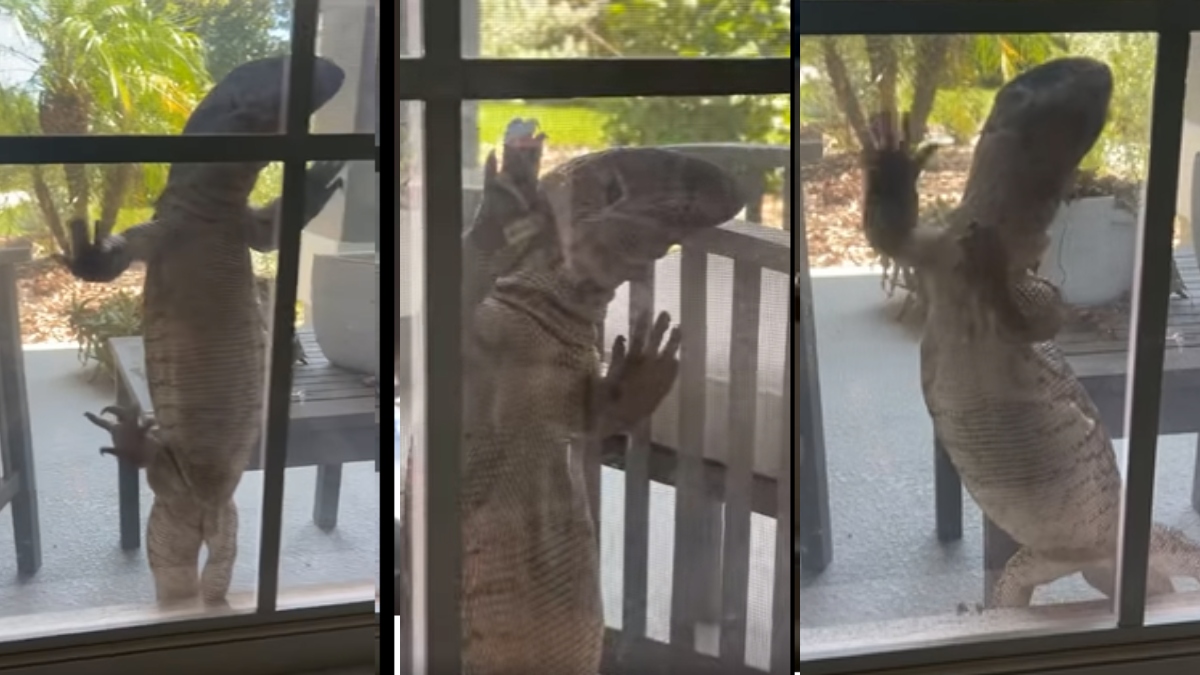 Shocking! Giant monitor lizard knocks at the window, netizens say 'Looks like Godzilla' | Viral Video