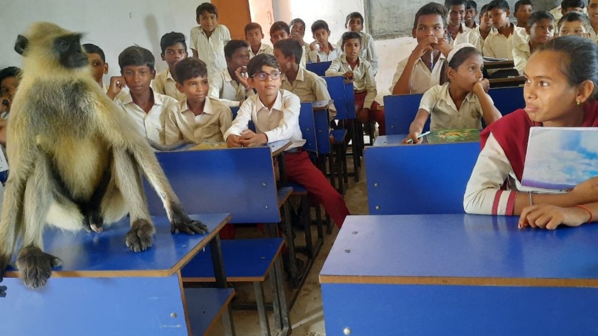 Viral video: Langur attends class with students in Jharkhand government school