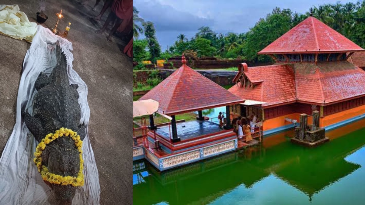 'God's own crocodile': 70-year old vegetarian crocodile who lived in Kerala temple pond dies