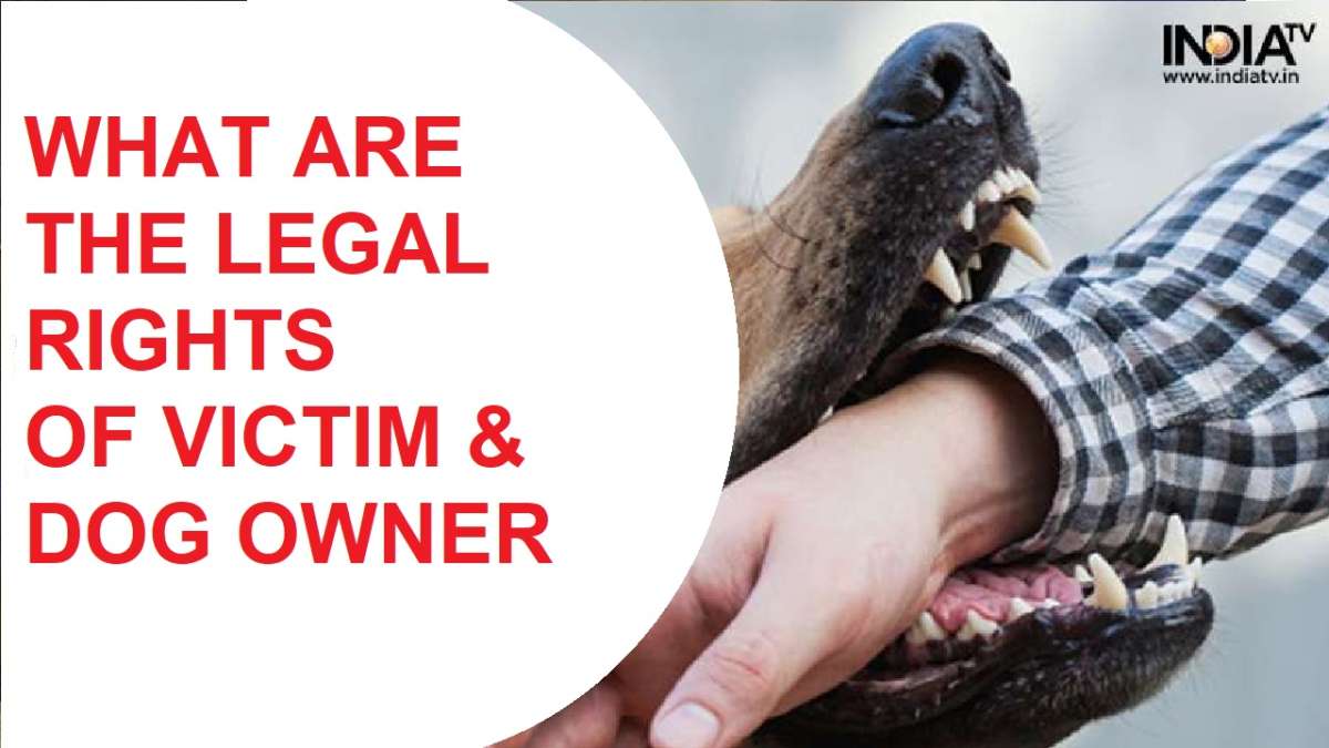 Dog attack menace: What are guidelines for pet owners and victim’s legal rights - Explained