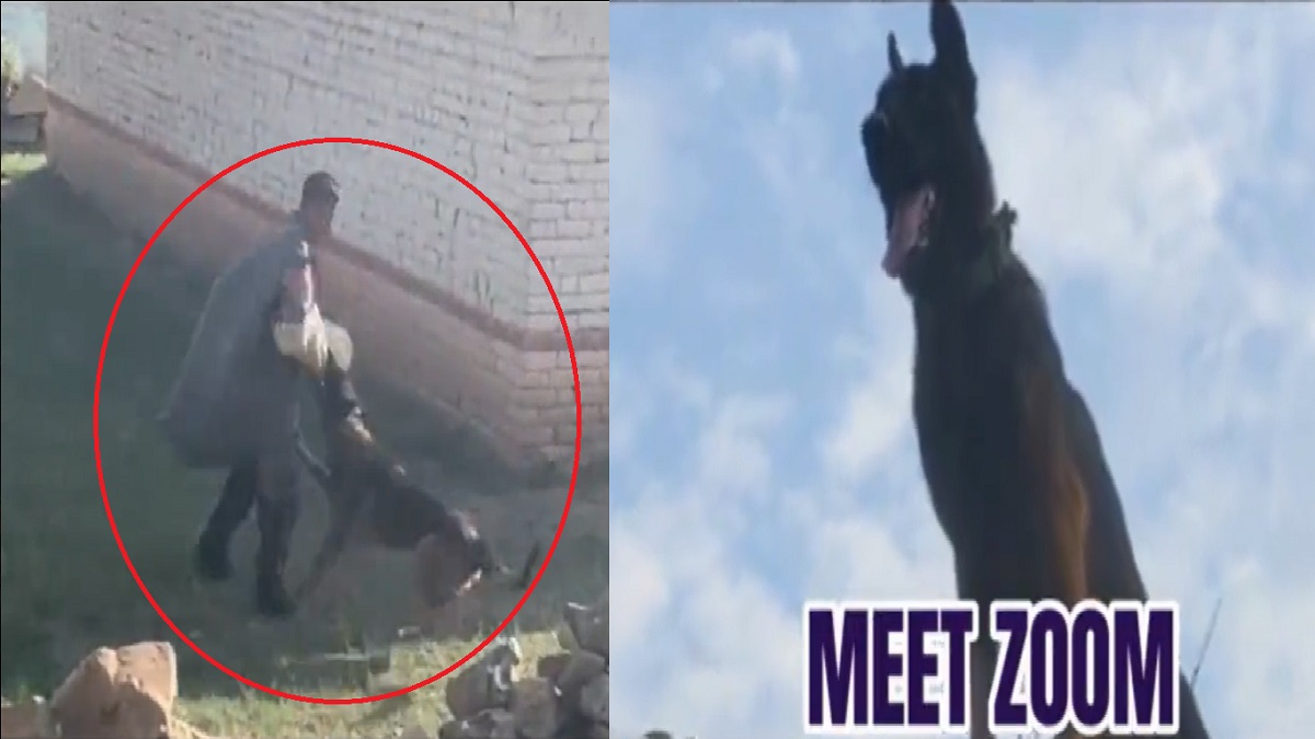 Meet Army’s dog Zoom who fought with terrorists even after getting shot in J&K | Watch