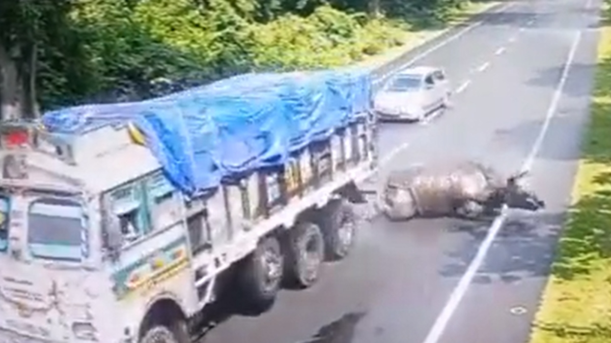 Shocking video of rhino getting hit by truck in Kaziranga worries netizens, Raveena Tandon condemns incident