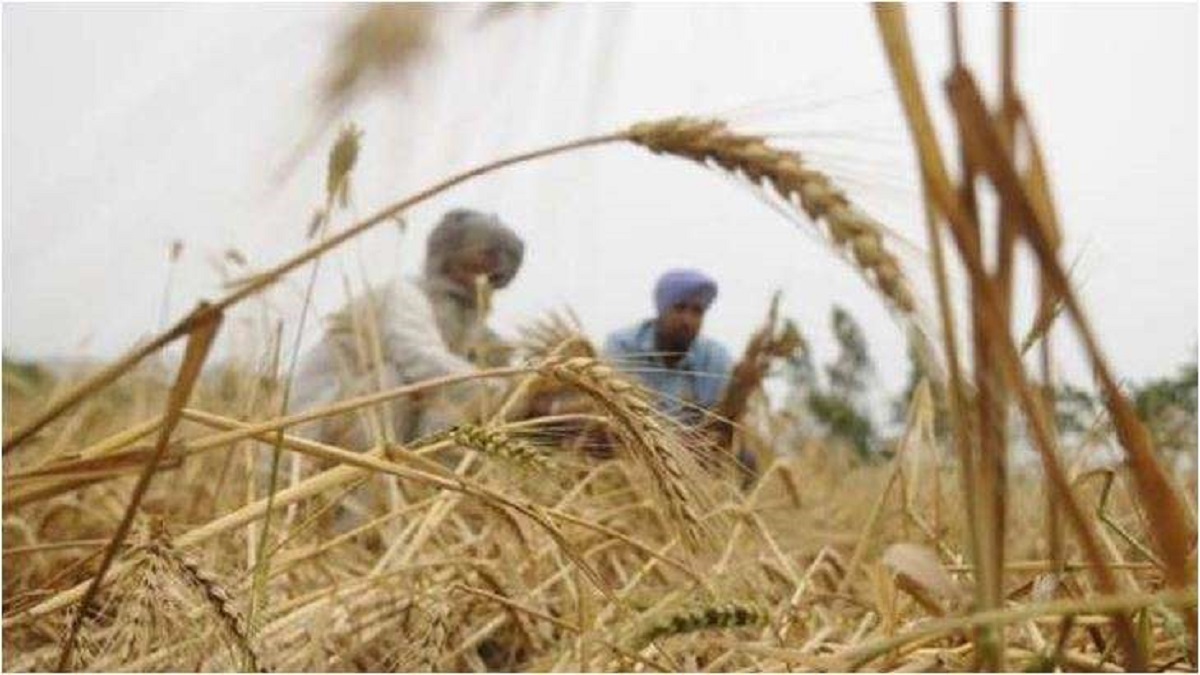 Good news for farmers! Govt hikes wheat MSP by Rs 110 to Rs 2,125/quintal; 2-9% rise in 6 rabi crops