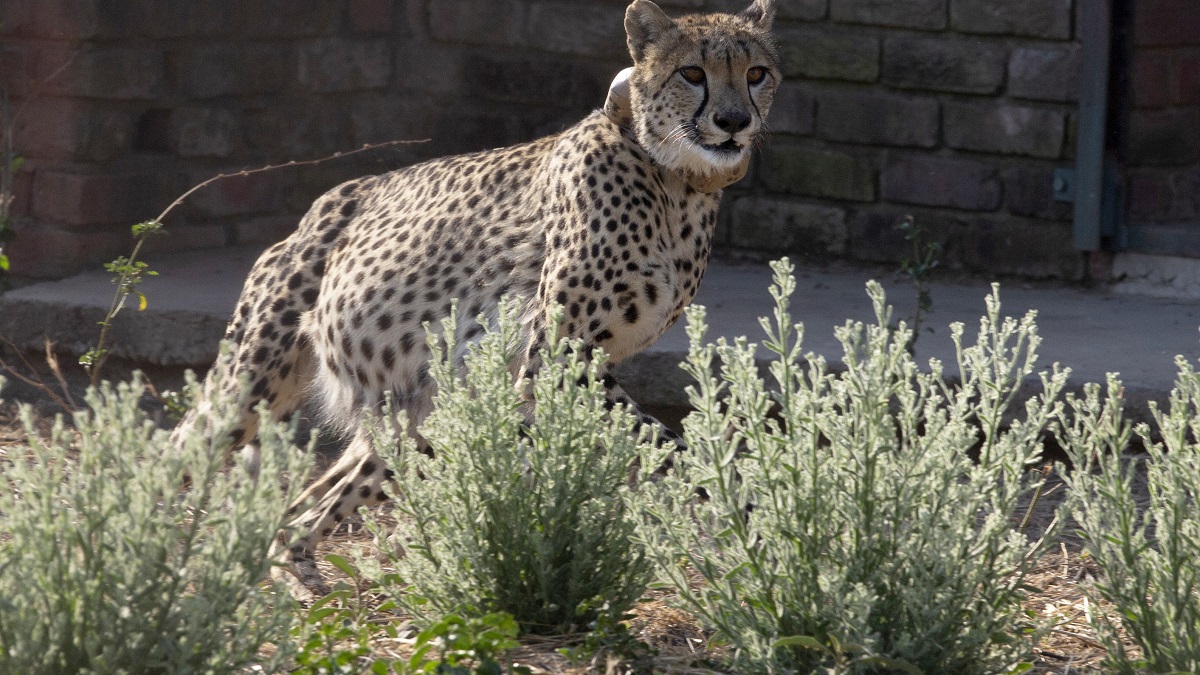 Cheetahs receive quarantine clearance; to be soon released in big enclosure at Kuno National Park