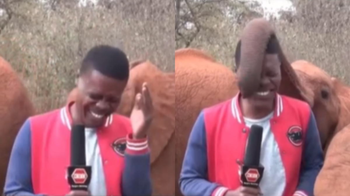 Baby elephant tickling reporter during shoot is the cutest thing on the internet; Twitter says 'show stealer'