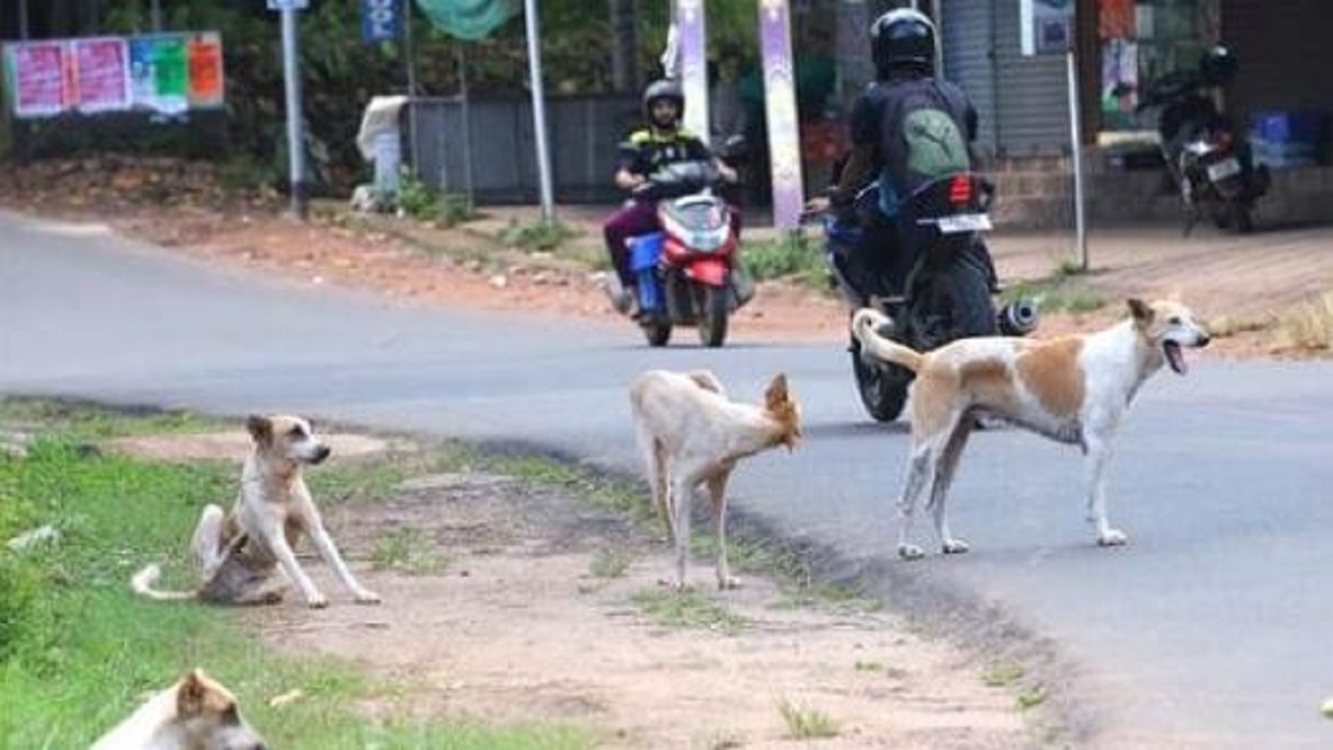 Ghaziabad: 11-year-old attacked by stray dogs outside residential society