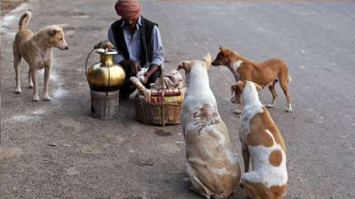 Why are animal activists opposing Noida's new rules for pet owners | EXPLAINED