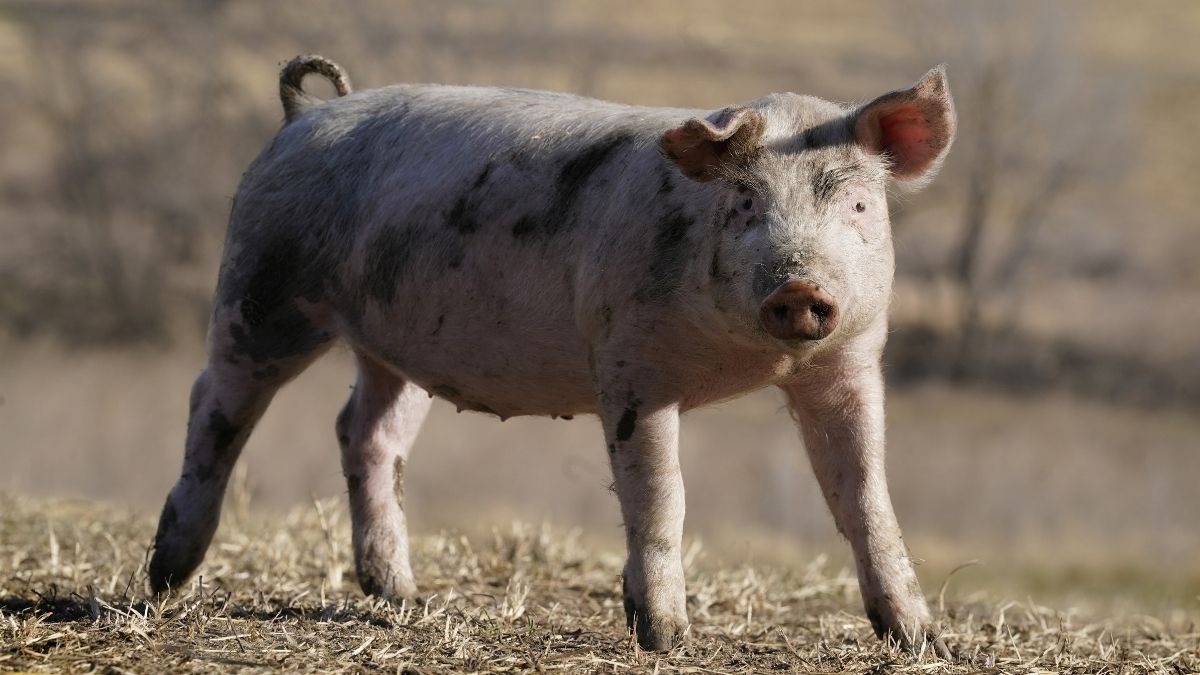 African Swine Fever: 50 pigs culled so far in Madhya Pradesh after detection of cases