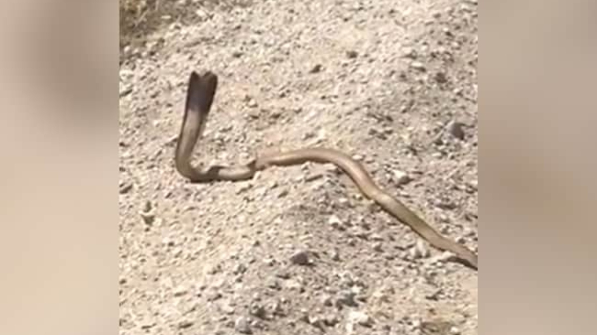 VIRAL VIDEO: Cobra charges at man after he tries to shoot it from point blank range