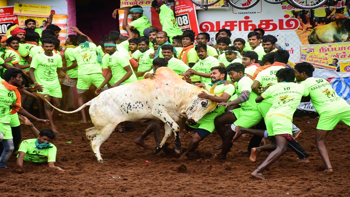 Jallikattu, A traditional event from Tamilnadu, India | Essential T-Shirt
