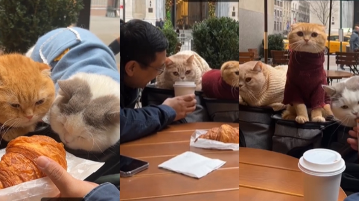 Not your ordinary date; man takes his kitties out for coffee | Watch