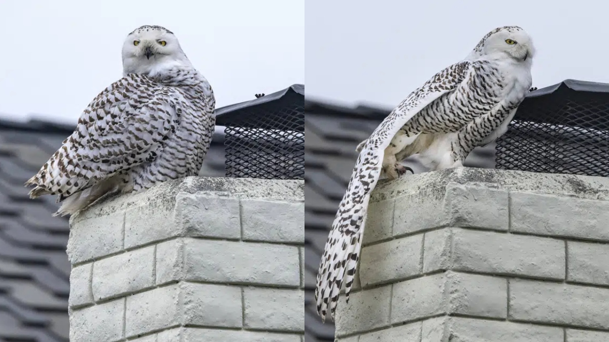 extremely-rare-snowy-owl-sighting-transfixes-a-california-suburb