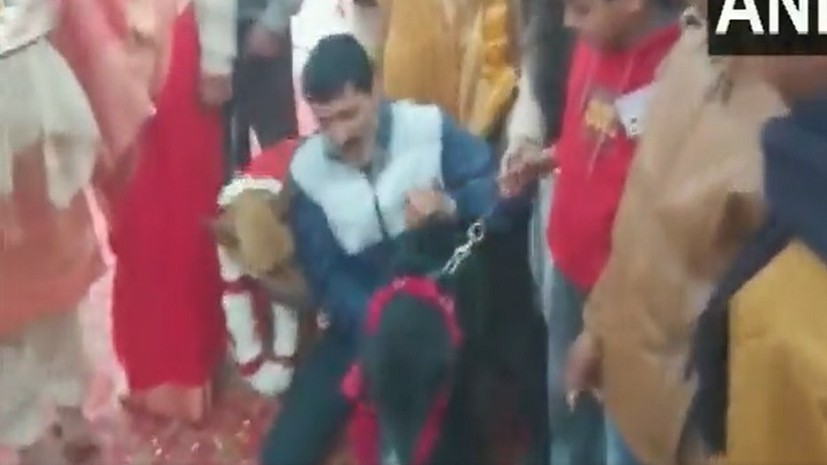 Viral Video Pet owner conducts dogs wedding with great zeal in UPs Aligarh Trending News