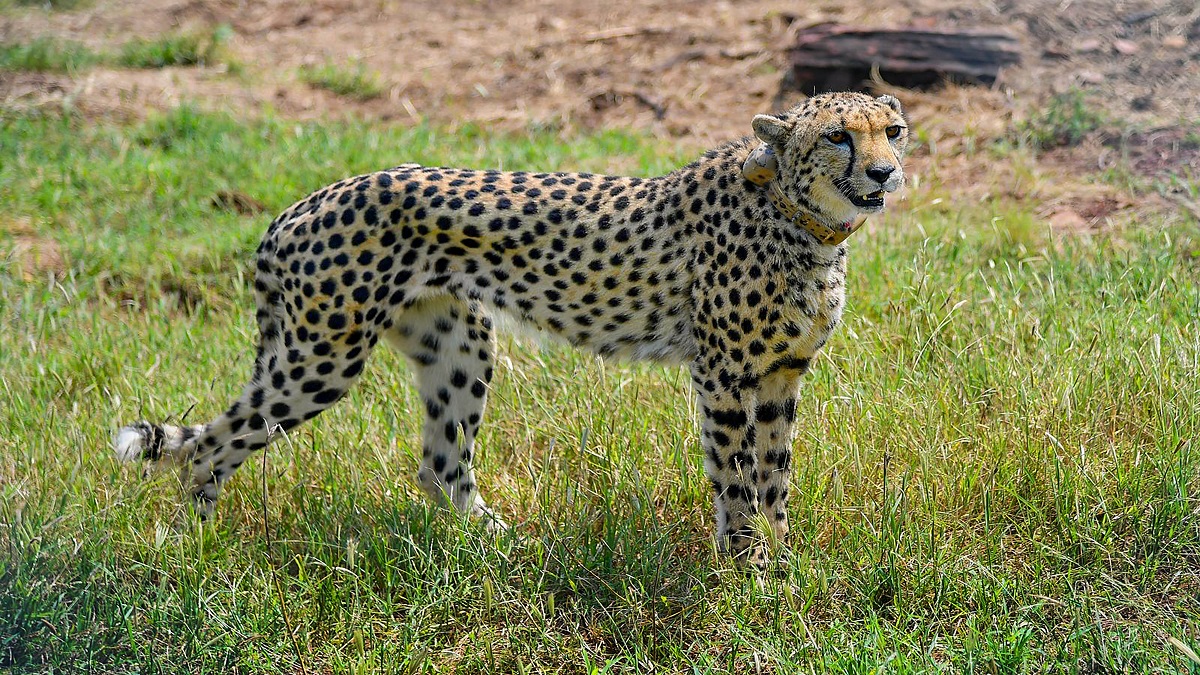 Madhya Pradesh: Ailing female cheetah at Kuno National Park much better