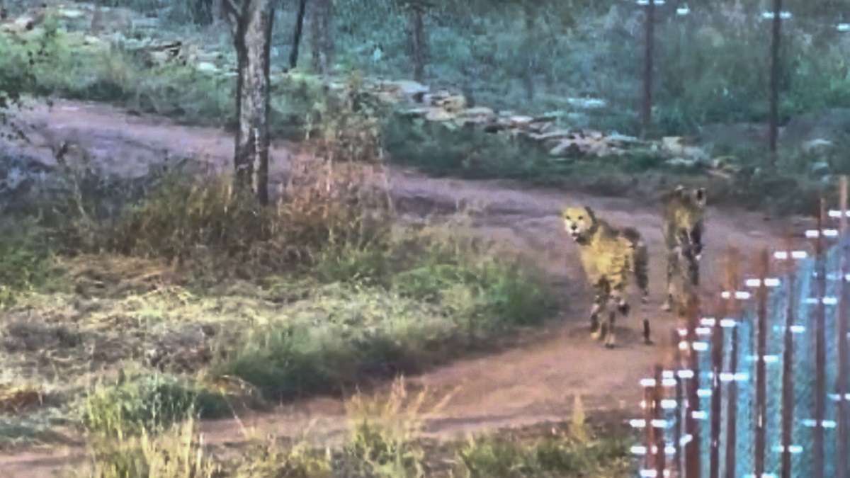 India likely to get more than 100 cheetahs from South Africa, 12 to come in February