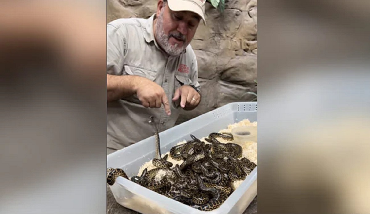 Man casually plays with box full of baby anacondas as they bite him. Watch