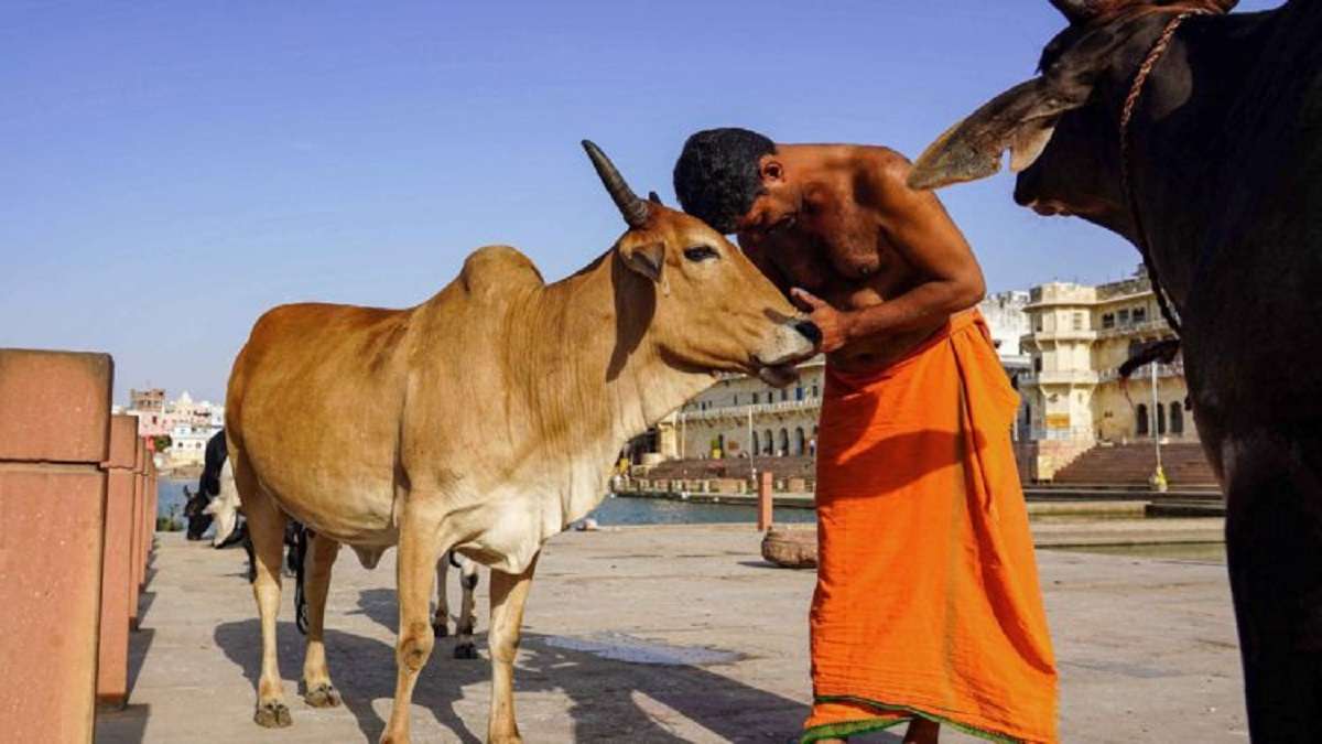 Animal Welfare Board urges people to celebrate 'Cow Hug Day' on February 14