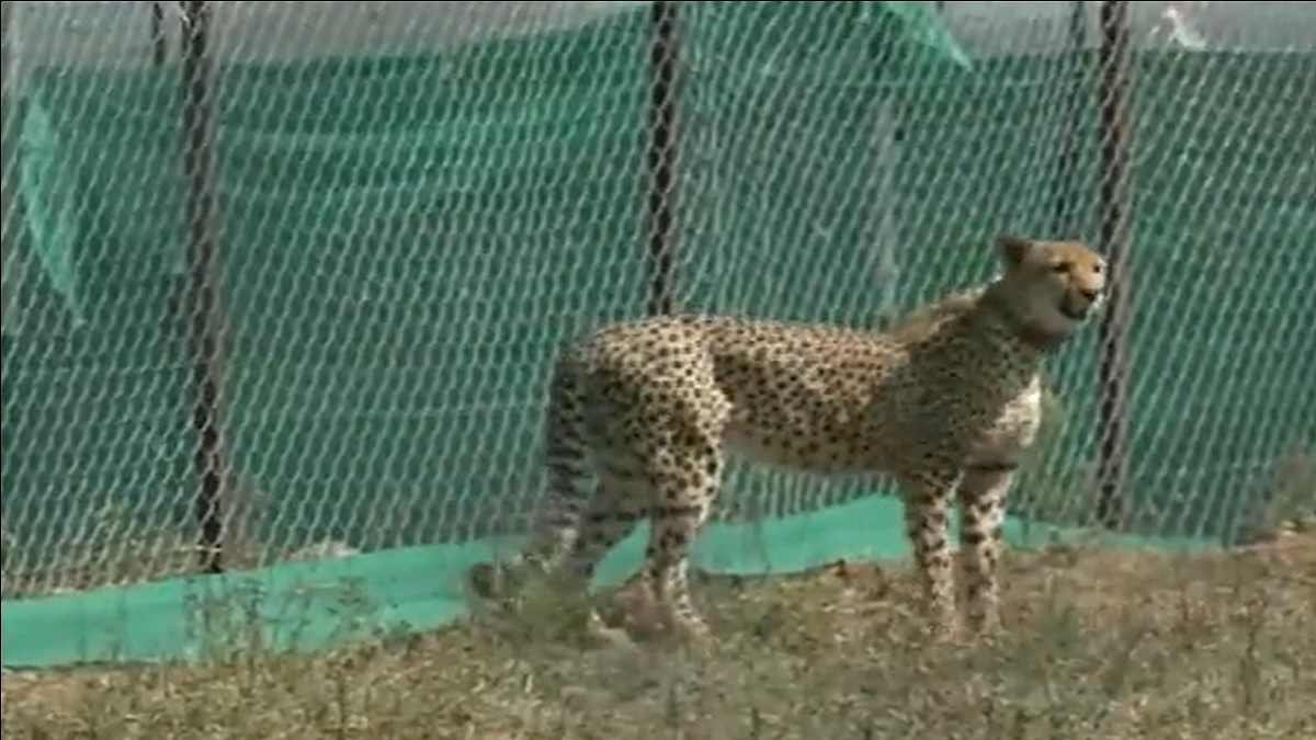 12 more African Cheetahs released into quarantine enclosures at Kuno National Park in Madhya Pradesh | DETAILS