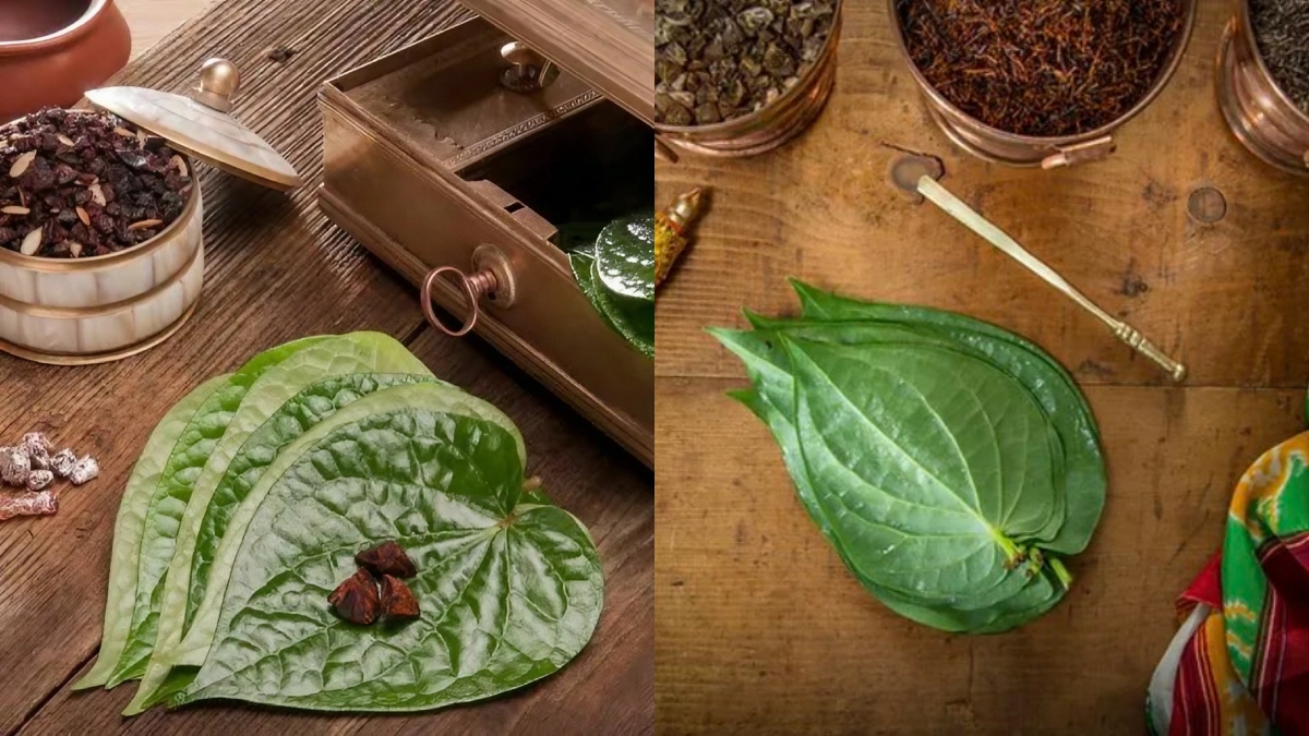 Betel leaf can help control uric acid; know how to consume it and other  benefits | Betel News – India TV