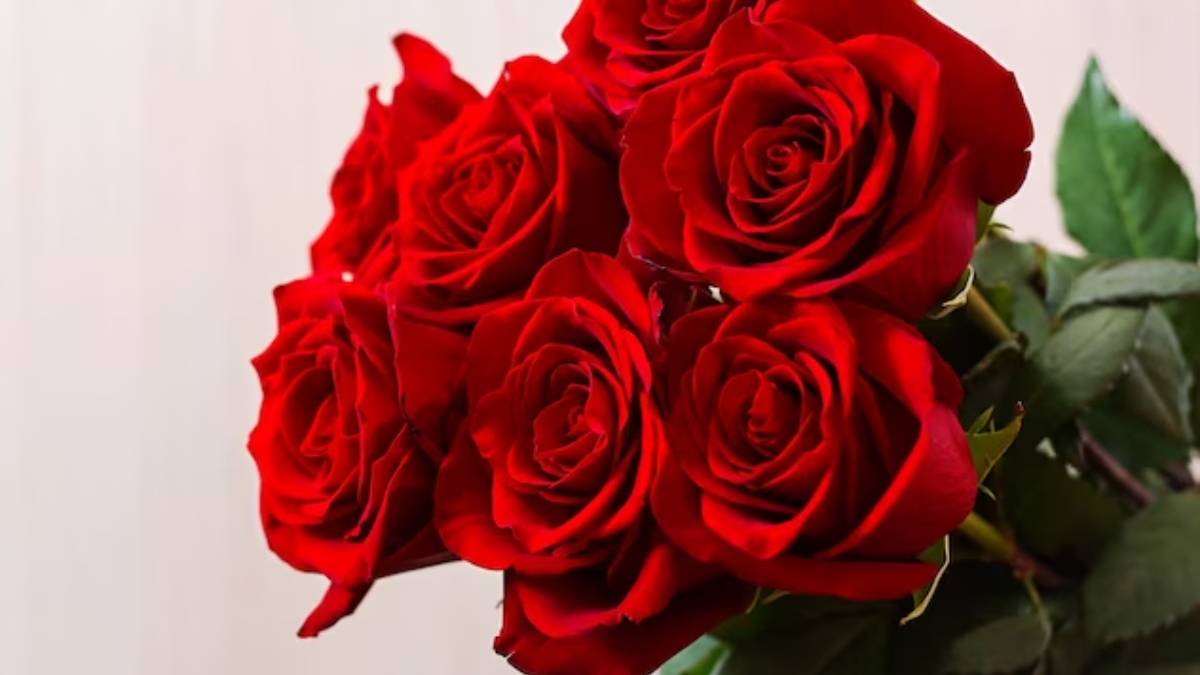 Rose Day 2023: Make your Valentine feel special by giving roses ...