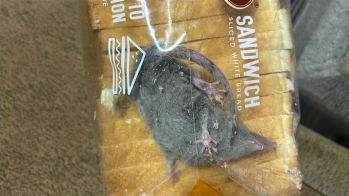 OMG! Blinkit customer finds rat inside bread packet, here’s how the company reacted