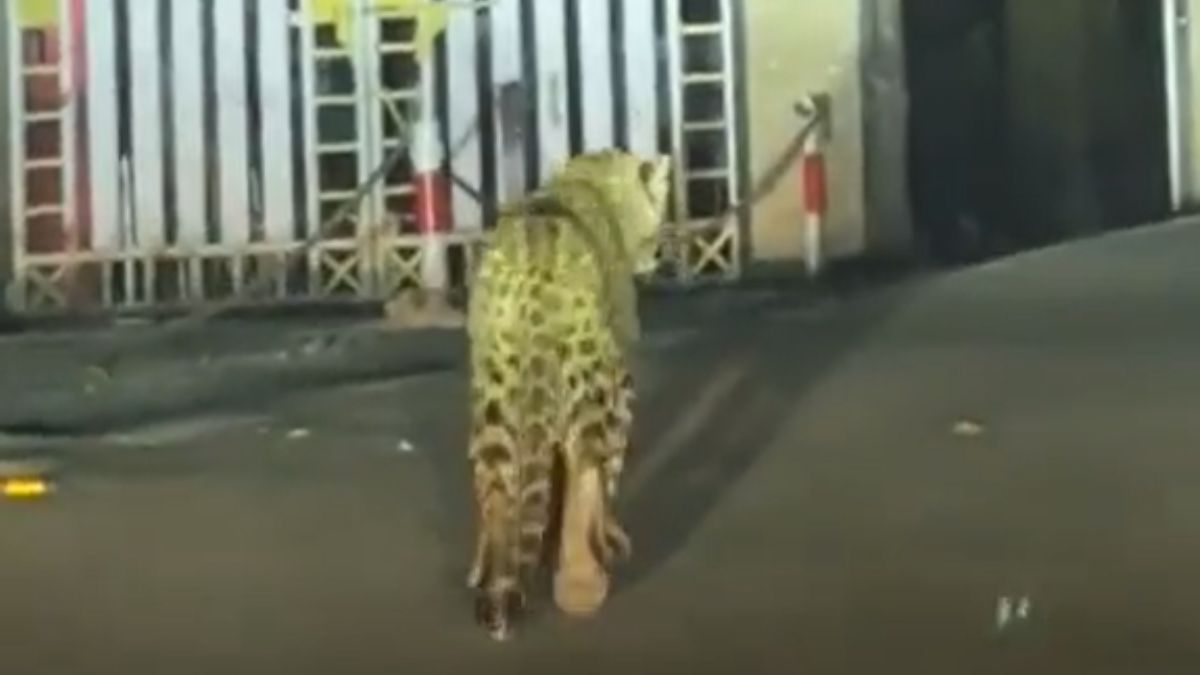 Leopard caught on camera taking midnight stroll on Nainital streets. Watch