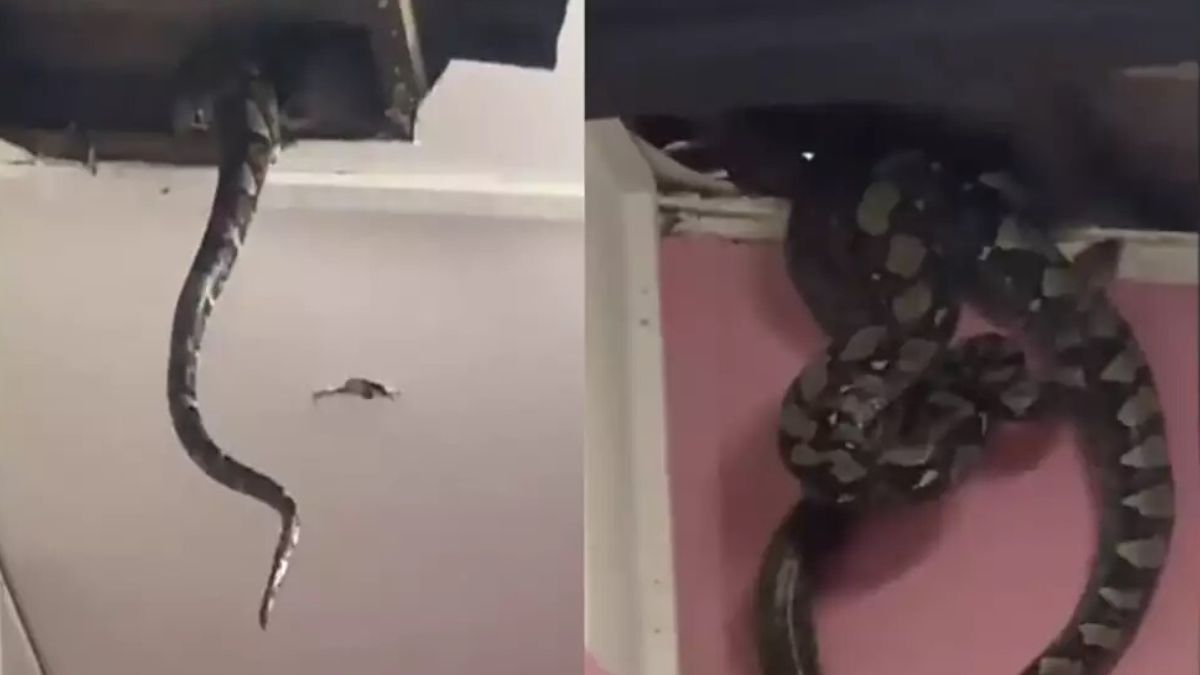 Viral video: 3 huge snakes fall out of ceiling in Malaysia home, netizens stunned